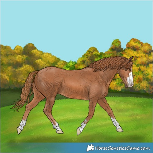 Horse Color:Chestnut 