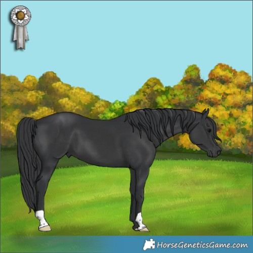 Horse Color:Black 