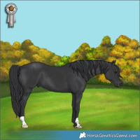 Horse Color:Black 