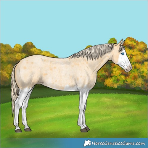 Horse Color:Palomino Roan Splash 
