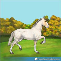 Horse Color:Palomino Roan Splash 