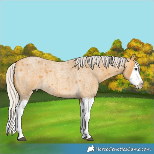 Horse Color:Silver Buckskin Roan Splash 