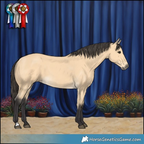 Horse Color:Buckskin 