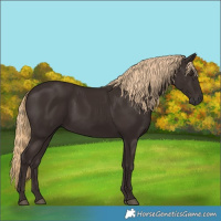 Horse Color:Liver Chestnut Rabicano