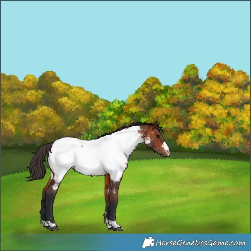 Horse Color:Bay Appaloosa 