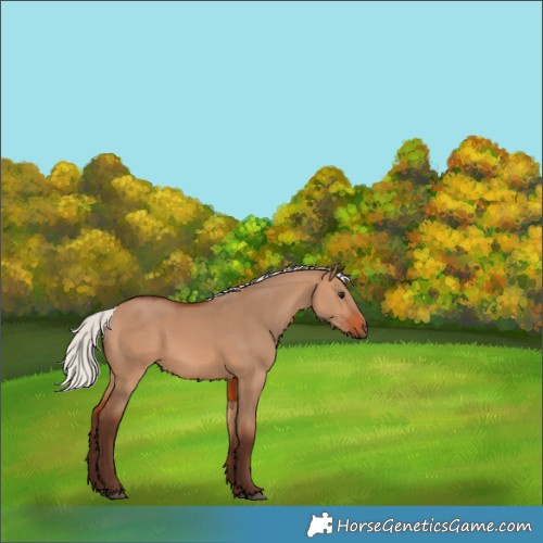 Horse Color:Silver Bay Dun 