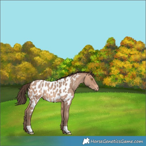 Horse Color:Amber Champagne Appaloosa 