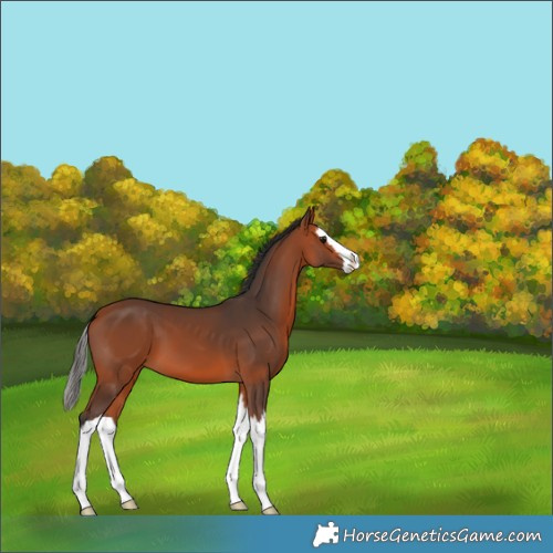 Horse Color:Bay Splash 