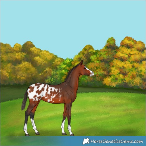 Horse Color:Bay Splash Appaloosa 