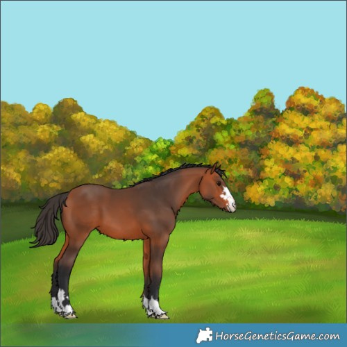 Horse Color:Bay 