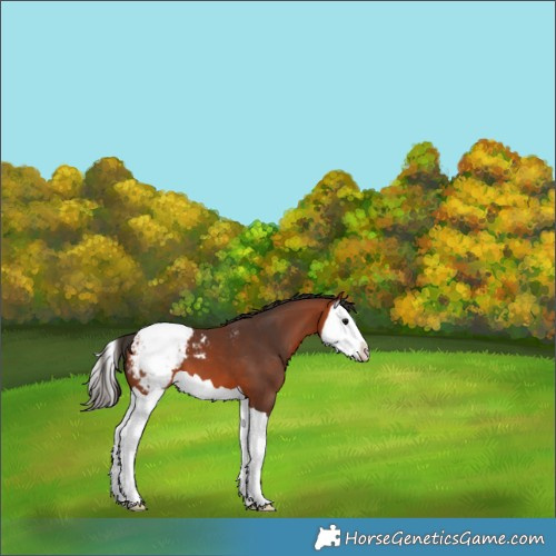 Horse Color:Bay Splash Appaloosa 