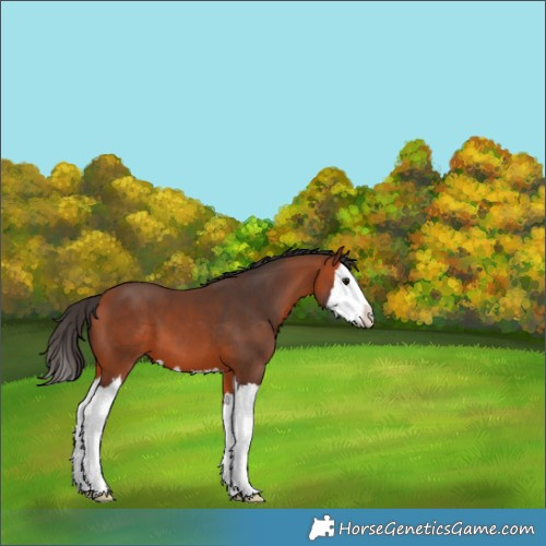 Horse Color:Bay Splash 