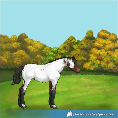 Horse Color:Brown Appaloosa 