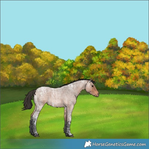Horse Color:Bay Ice Roan 