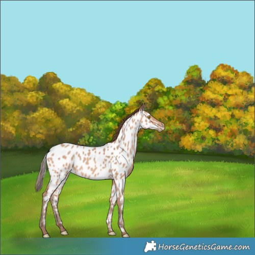 Horse Color:Amber Champagne Appaloosa 