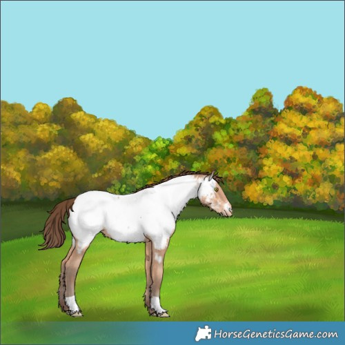 Horse Color:Amber Champagne Near Fewspot 