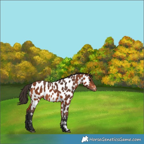 Horse Color:Bay Appaloosa 