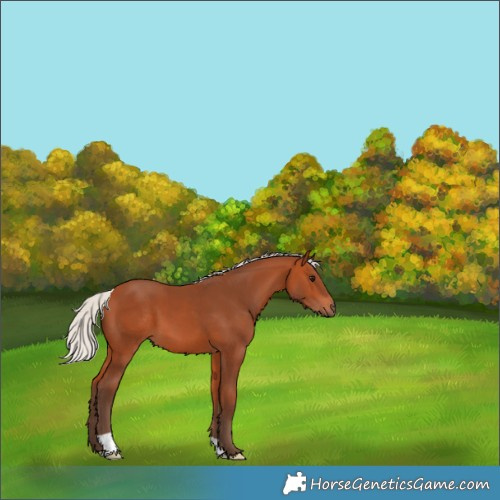 Horse Color:Silver Bay 