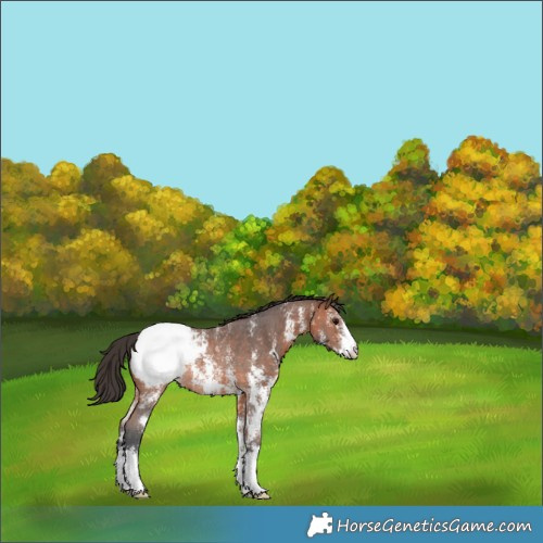 Horse Color:Bay Sabino Appaloosa Rabicano 