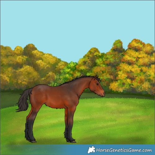 Horse Color:Bay Rabicano 