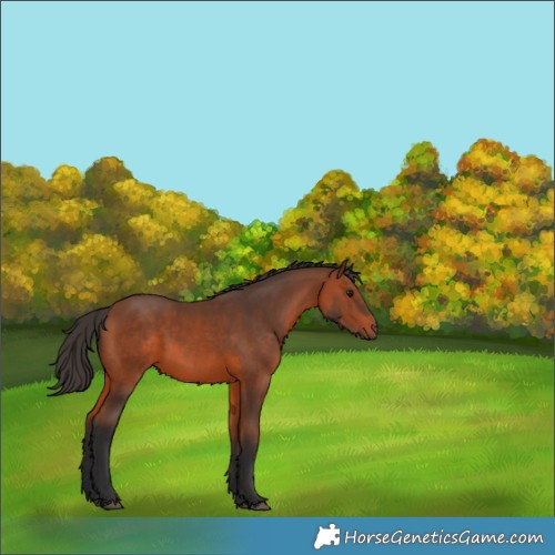 Horse Color:Bay Rabicano 