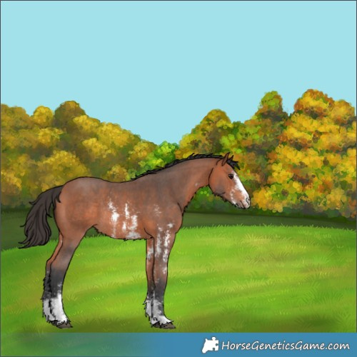 Horse Color:Bay Sabino Rabicano 