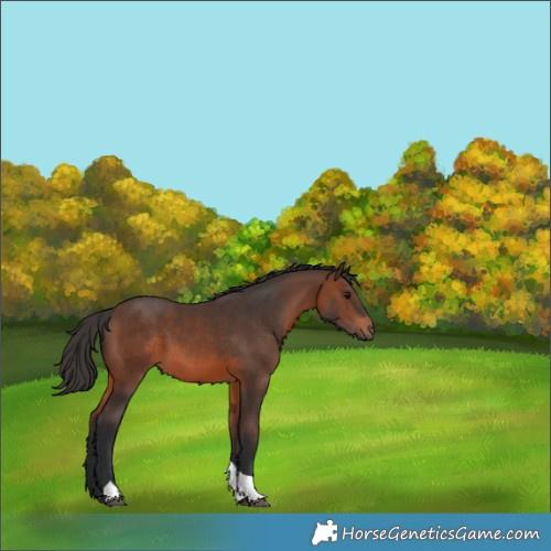 Horse Color:Brown Tobiano 