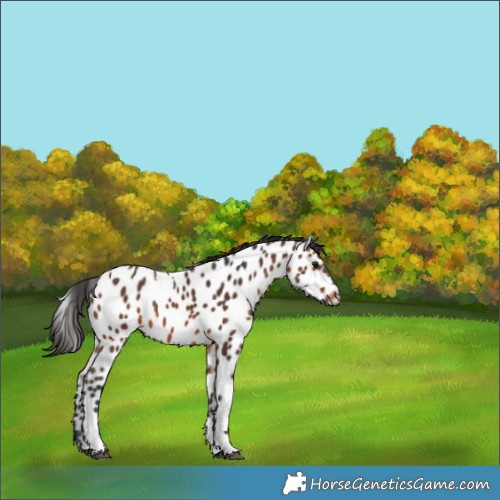 Horse Color:Brown Tobiano Near Leopard 
