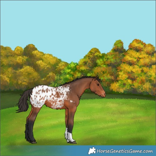 Horse Color:Bay Tobiano Blanket 