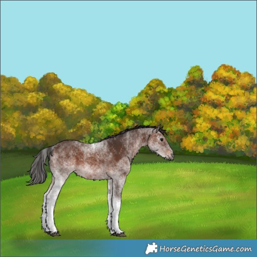 Horse Color:Gray White Spotted Bay 