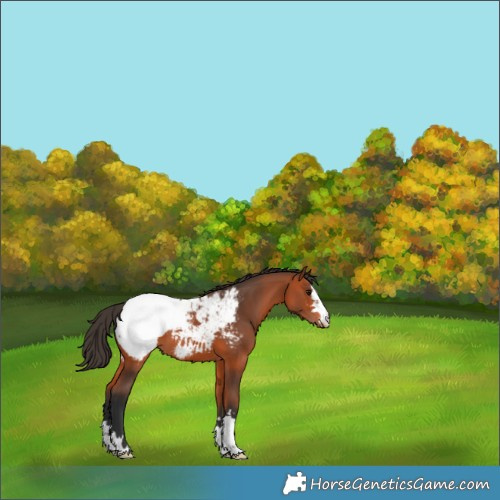 Horse Color:Bay Appaloosa 