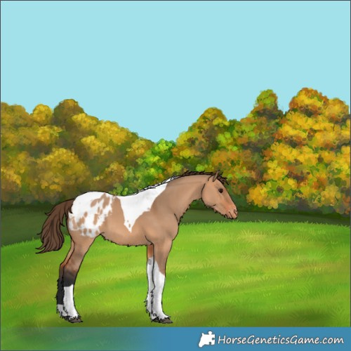 Horse Color:Bay Dun Tobiano Appaloosa 