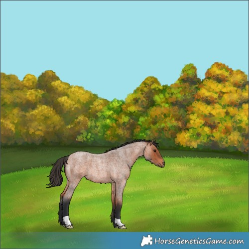 Horse Color:Bay Roan 