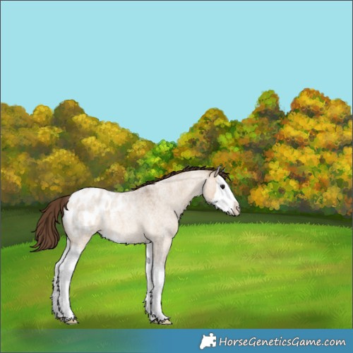 Horse Color:Bay Roan Dun Splash Appaloosa 