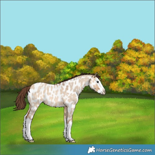 Horse Color:Bay Roan Dun Splash Appaloosa 