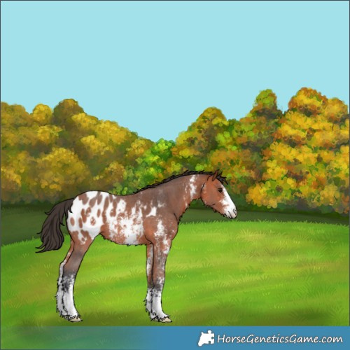Horse Color:Bay Sabino Appaloosa Rabicano 