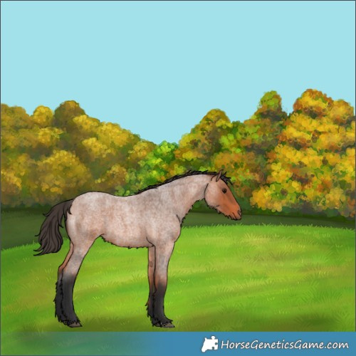 Horse Color:Bay Roan 