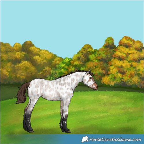 Horse Color:Brown Roan Dun Appaloosa 