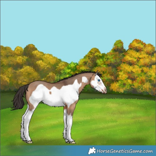 Horse Color:Bay Dun Splash Frame 