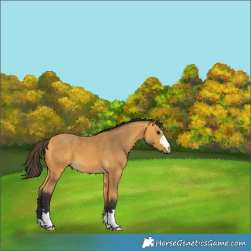 Horse Color:Buckskin 