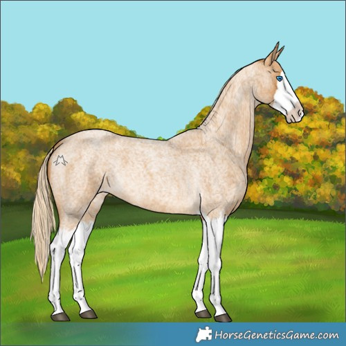 Horse Color:Palomino Roan Splash