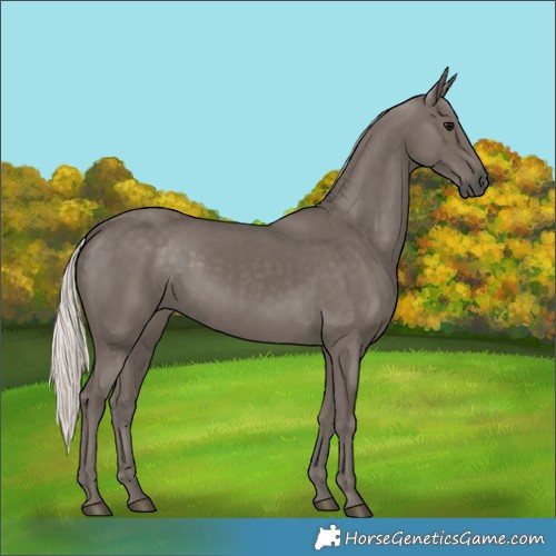 Horse Color:Silver Black 