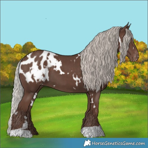 Horse Color:White Spotted Silver Black Appaloosa