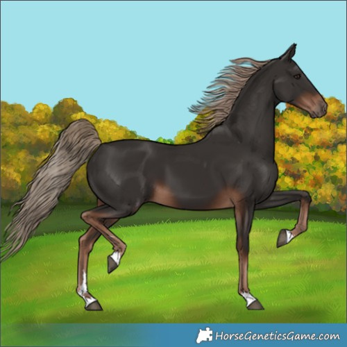 Horse Color:Liver Chestnut