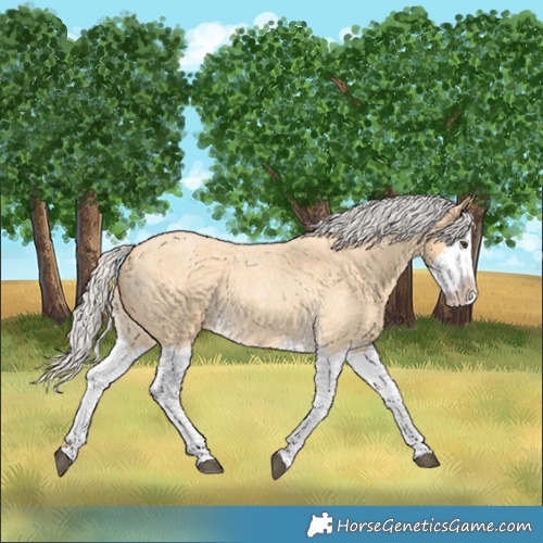 Horse Color:Silver Buckskin Roan Splash