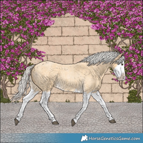 Horse Color:Silver Buckskin Roan Splash 