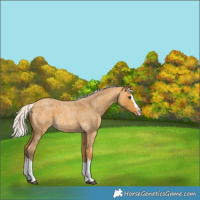 Horse Color:Silver Buckskin Roan Splash 
