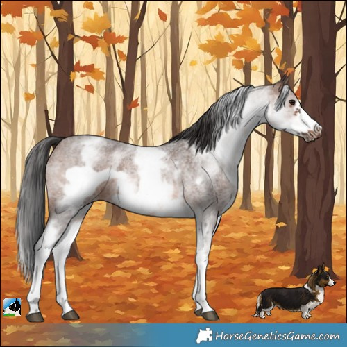Horse Color:White Spotted Brown Roan Frame