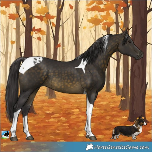 Horse Color:Buckskin Tobiano 