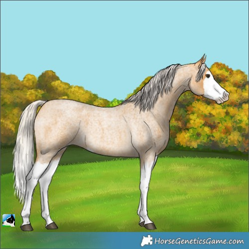 Horse Color:Silver Buckskin Roan Splash